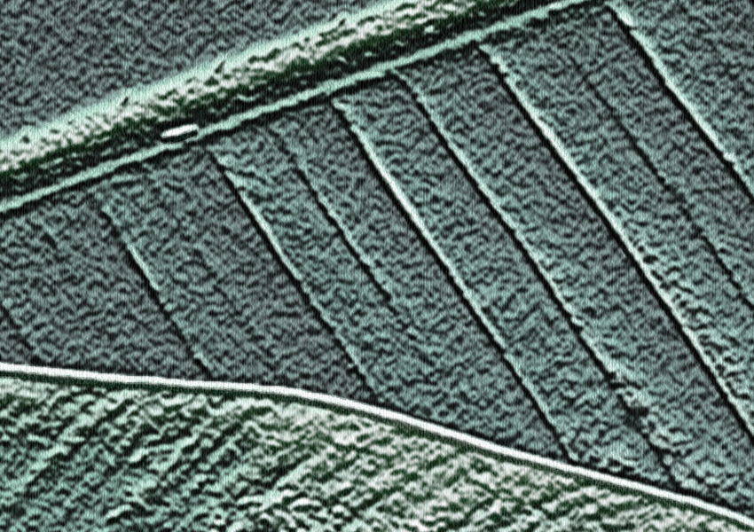 dettaglio carta da parati banano