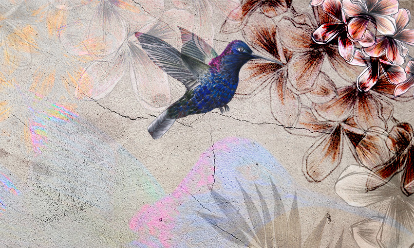 Decoro Nature - Colibrí dettaglio dettaglio carta da parati colibri