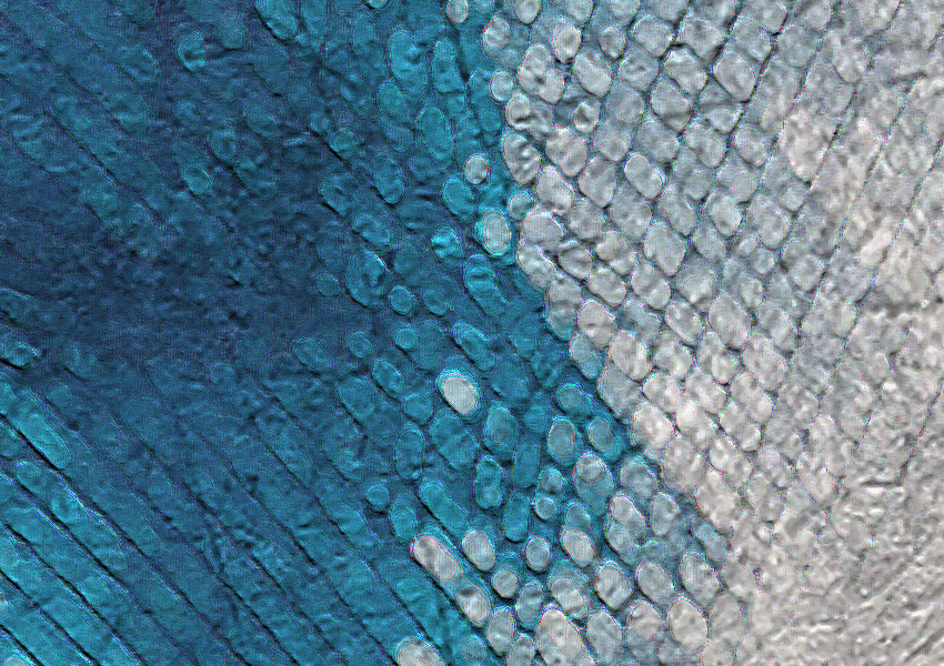 dettaglio carta da parati piume decor