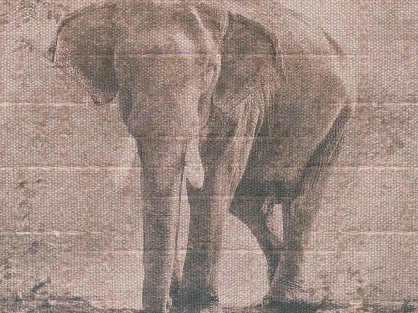 dettaglio carta da parati elefante