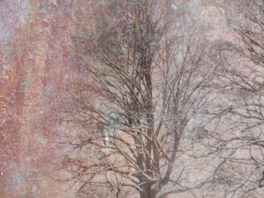 Dettaglio dell’albero
