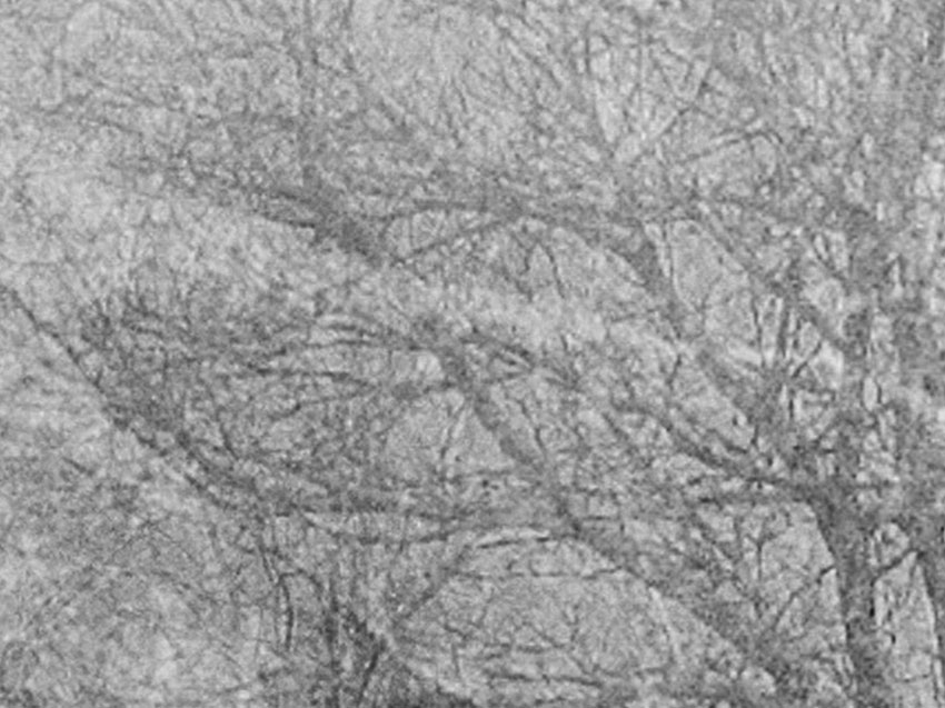 dettaglio carta da parati alberi nella neve