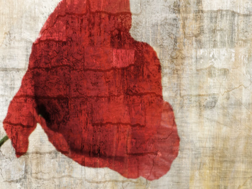 dettaglio carta da parati fiore rosso