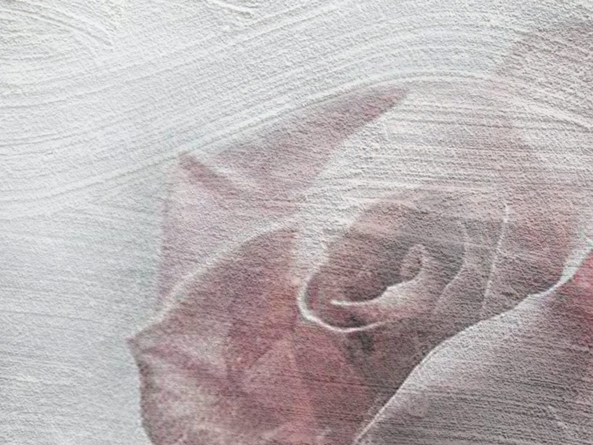 Dettaglio della Rosa