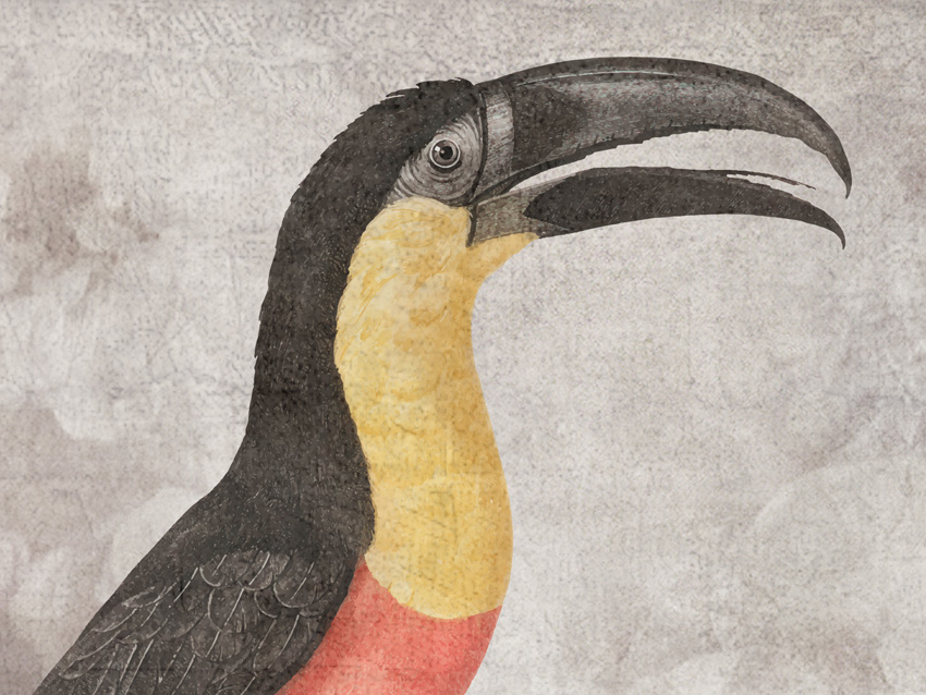 dettaglio carta da parati tucano toco