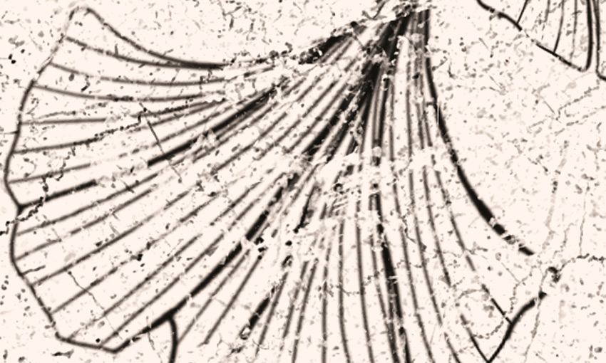 dettaglio carta da parati chimera