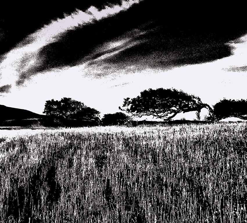 carta da parati maestrale variante si colore