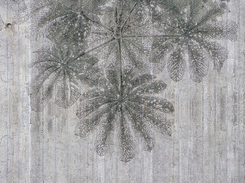 foglie su cemento carta da parati