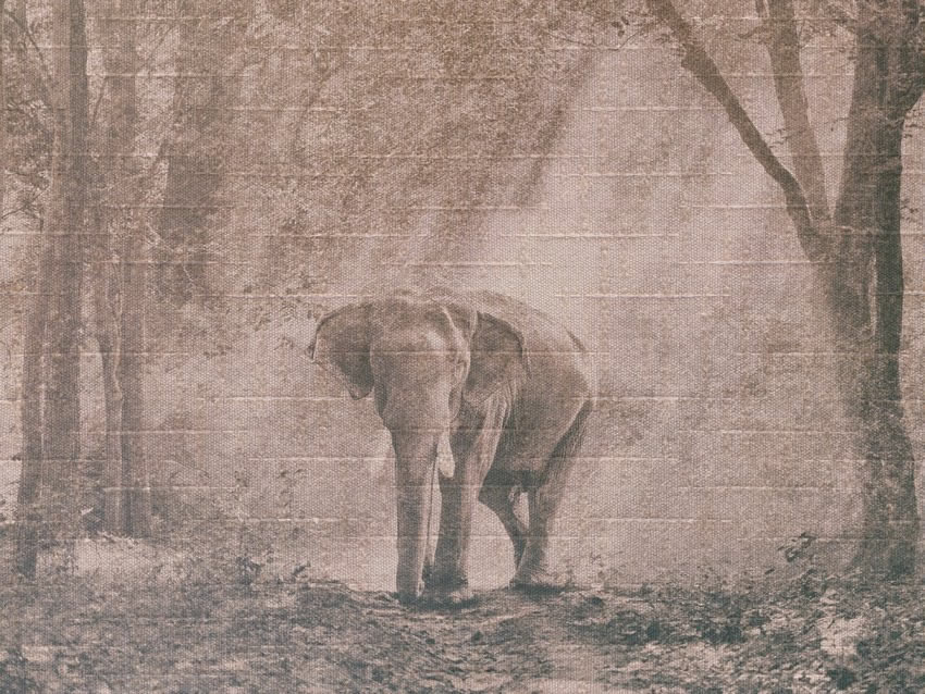 elefante carta da parati