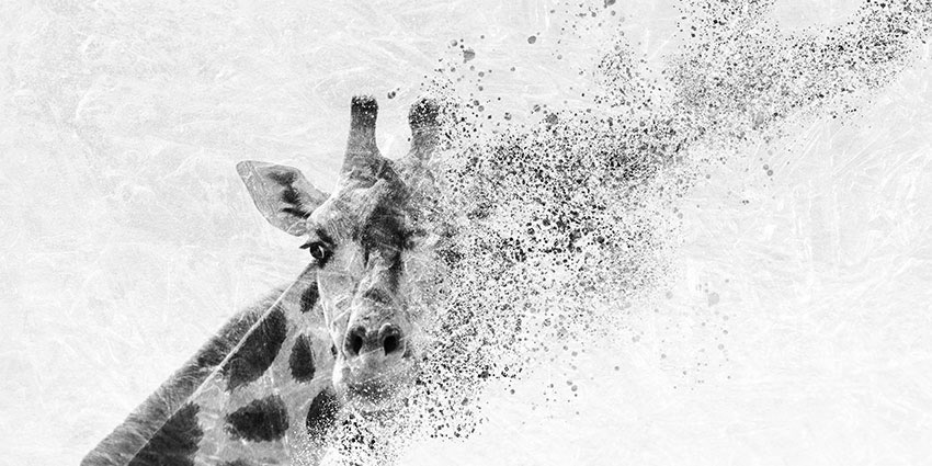 giraffa carta da parati