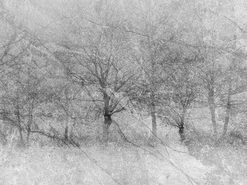 alberi nella neve carta da parati