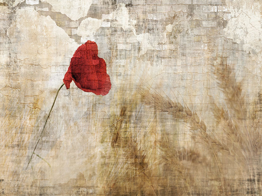 fiore rosso carta da parati