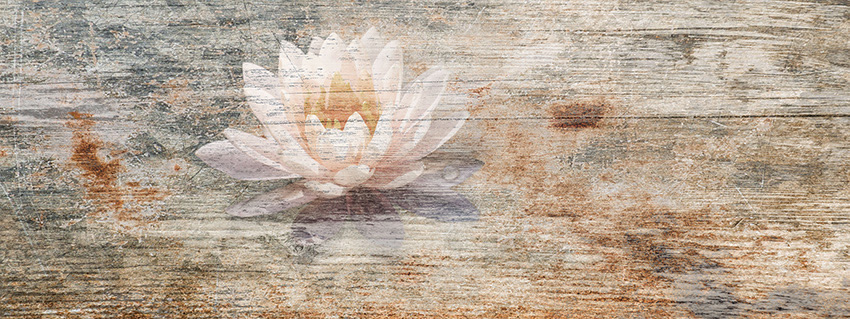 ninfea carta da parati