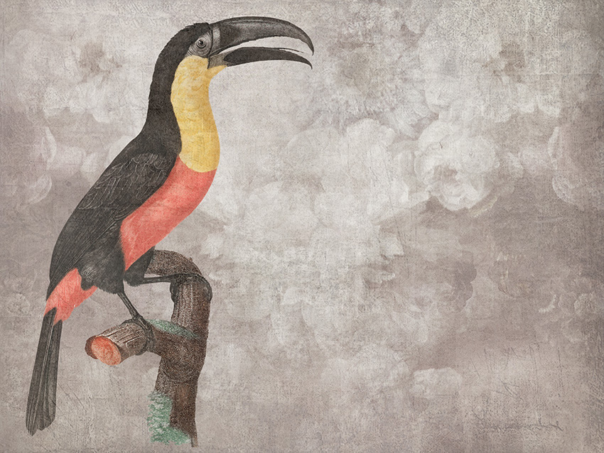 tucano toco carta da parati