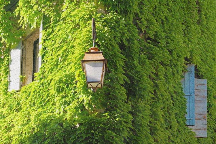 verde verticale facciata muro estero con verde verticale